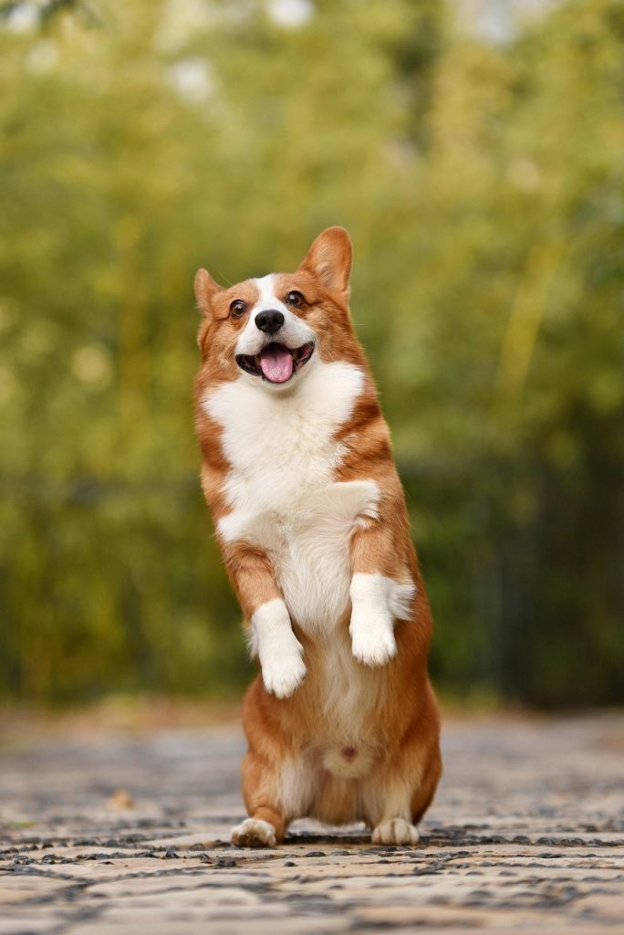 happy and healthy dog