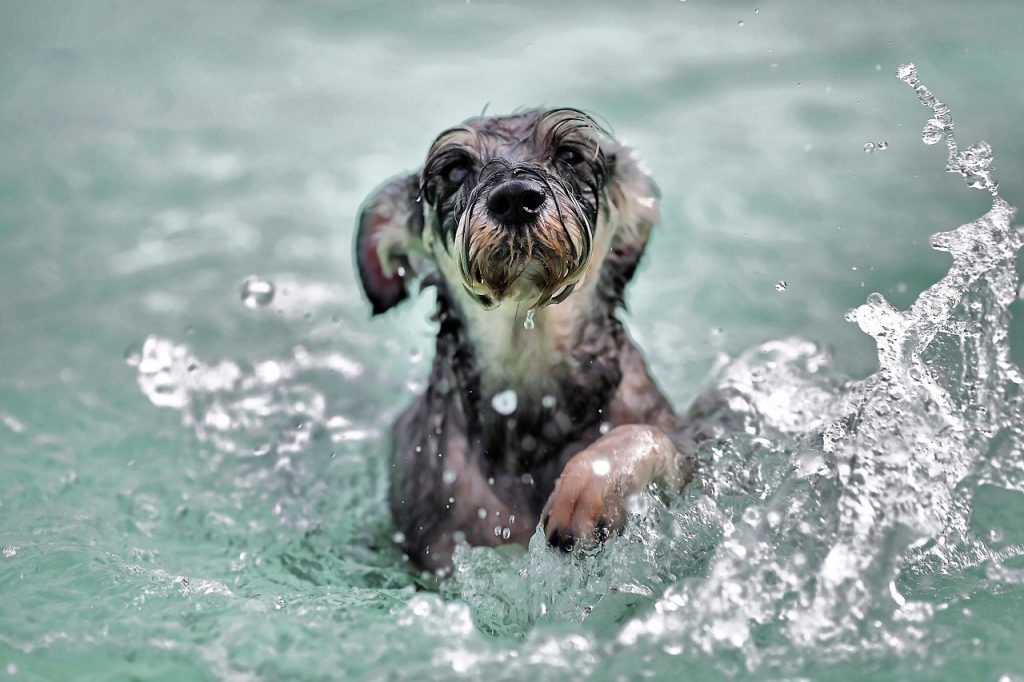 Dog Playing in Water