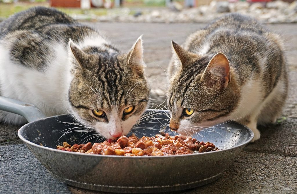 cats food