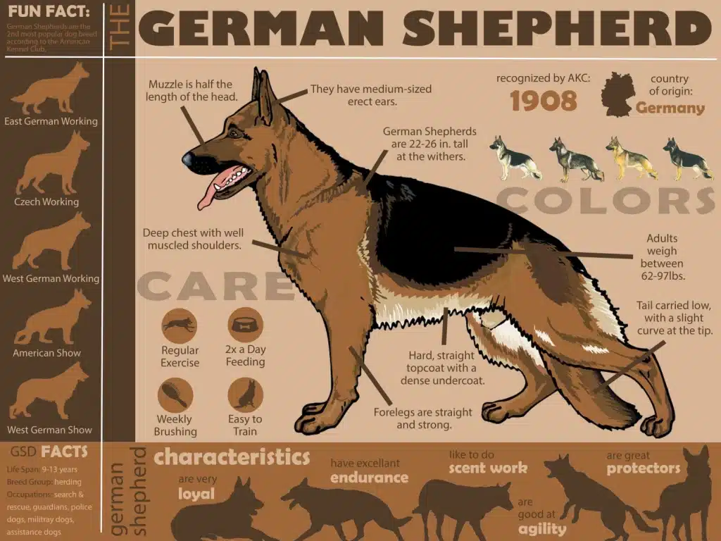 picture of German shepherd 