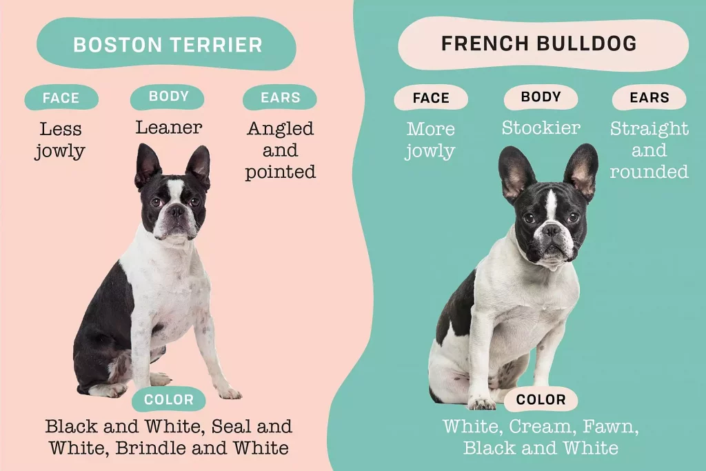 Boston Terrier and French Bulldog Mix