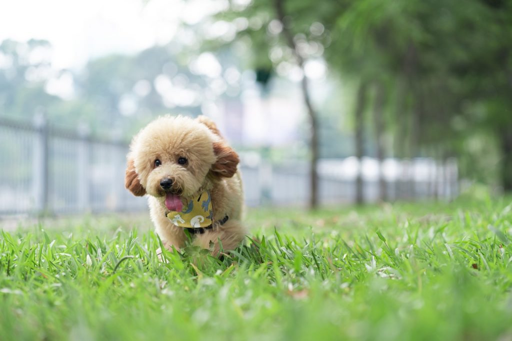 Choosing the Right Poodle Size for You