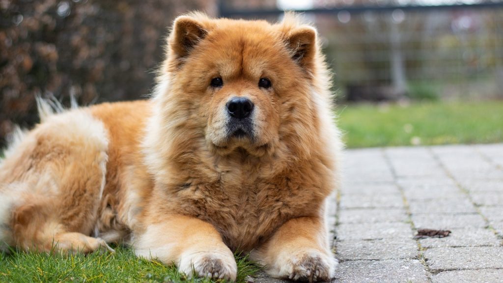 Traditionally Chow Chow 