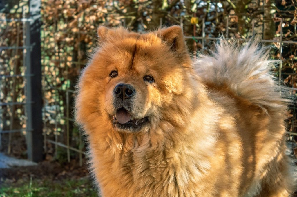 Chow Chow Physical characteristics 