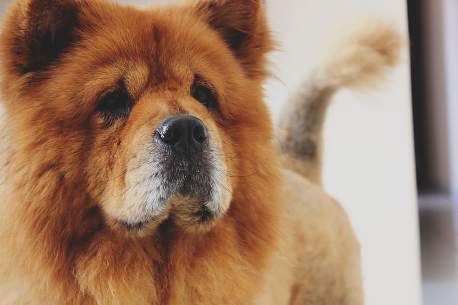 Training Tips for Chow Chow Lab Mixes