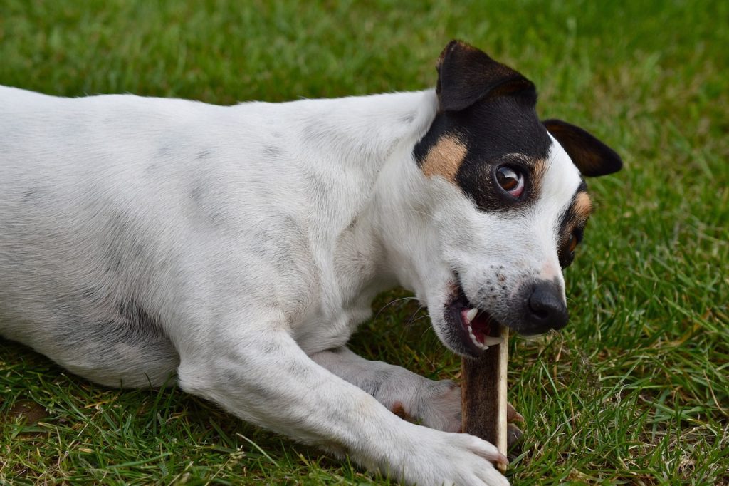 Jack Russell Terrier Playful and Curious Nature
