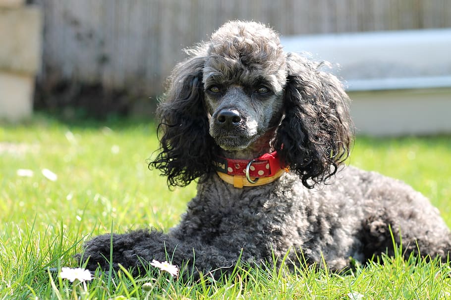 Overview of Toy, Miniature, and Standard Poodles