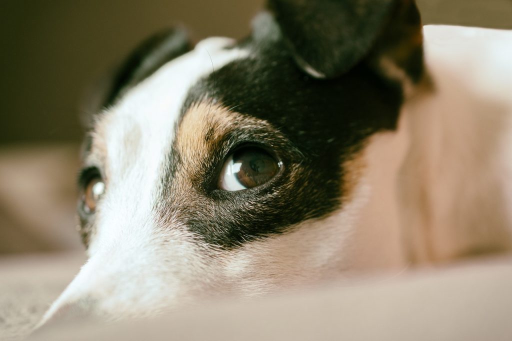 Jack Russell Terrier Breed Expressive Eyes
