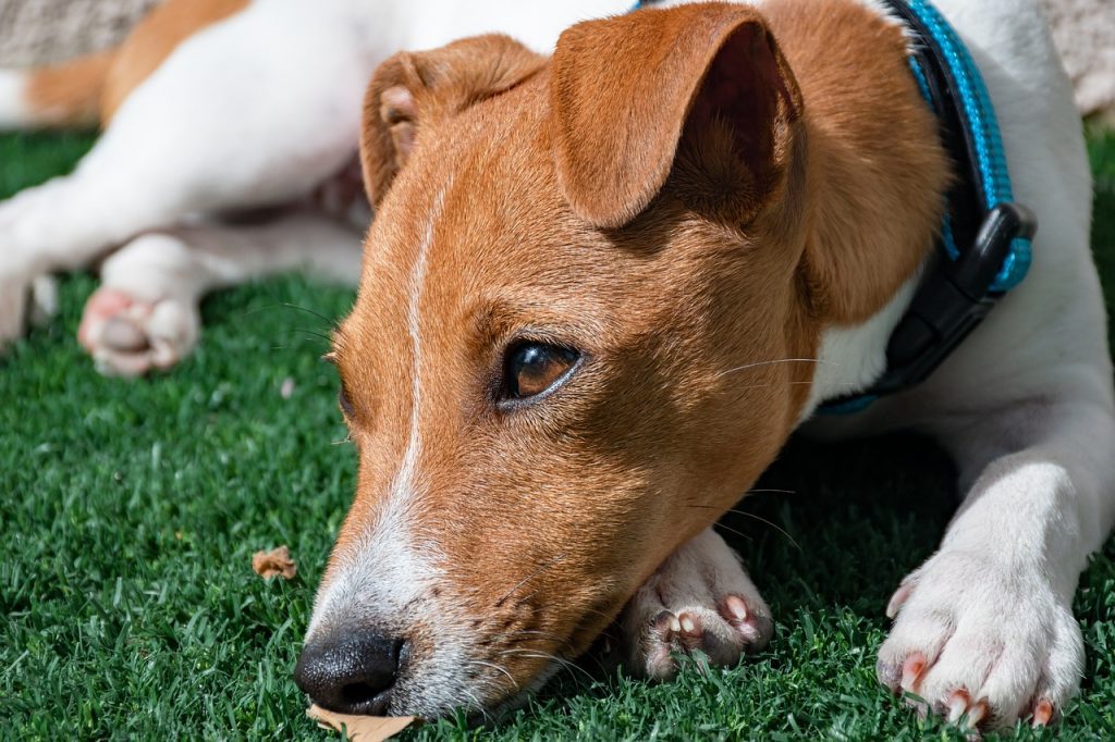 The Jack Russell Terrier Care 
