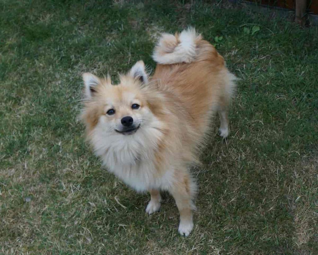chow chow pom mix characteristic 