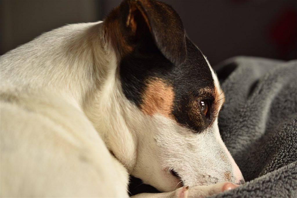 Jack Russell Terrier Health Care 