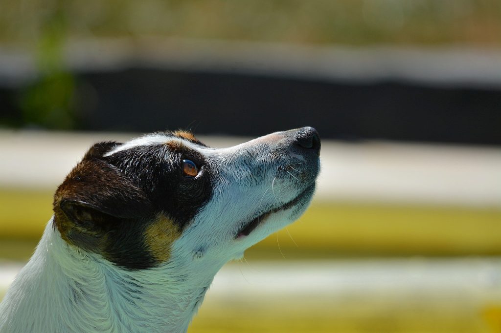 Jack Russell Terrier in Nature 