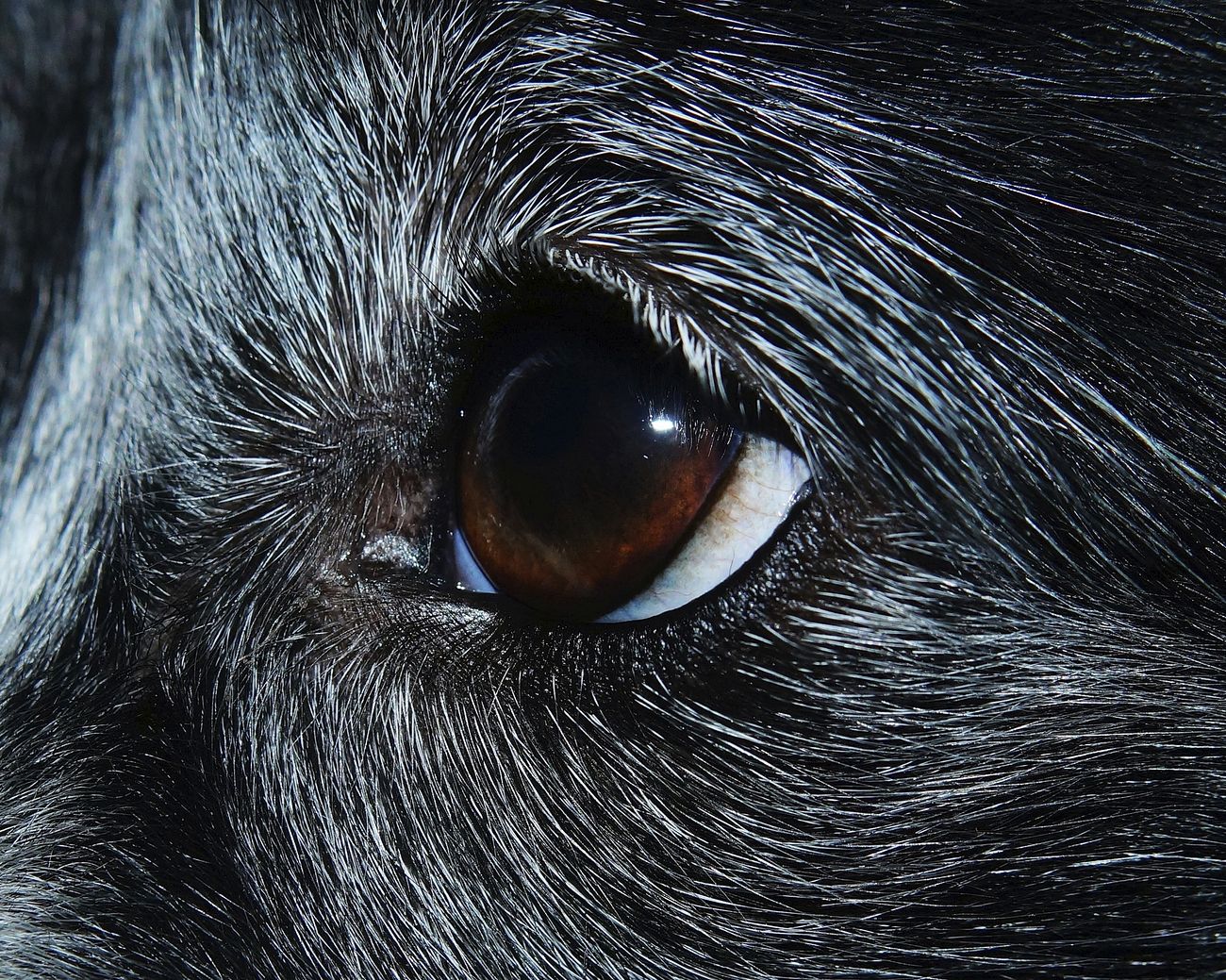 Care for Dog Eye Problems