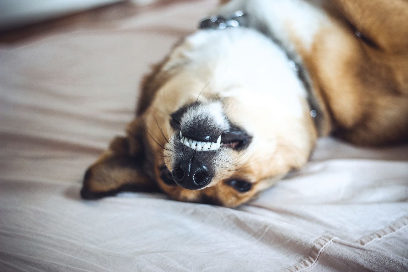 Dog's Dental Health