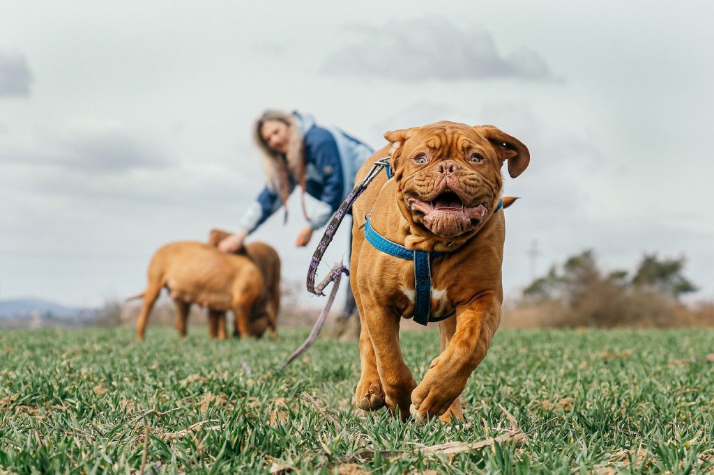 benefits of interactive playtime with your pet