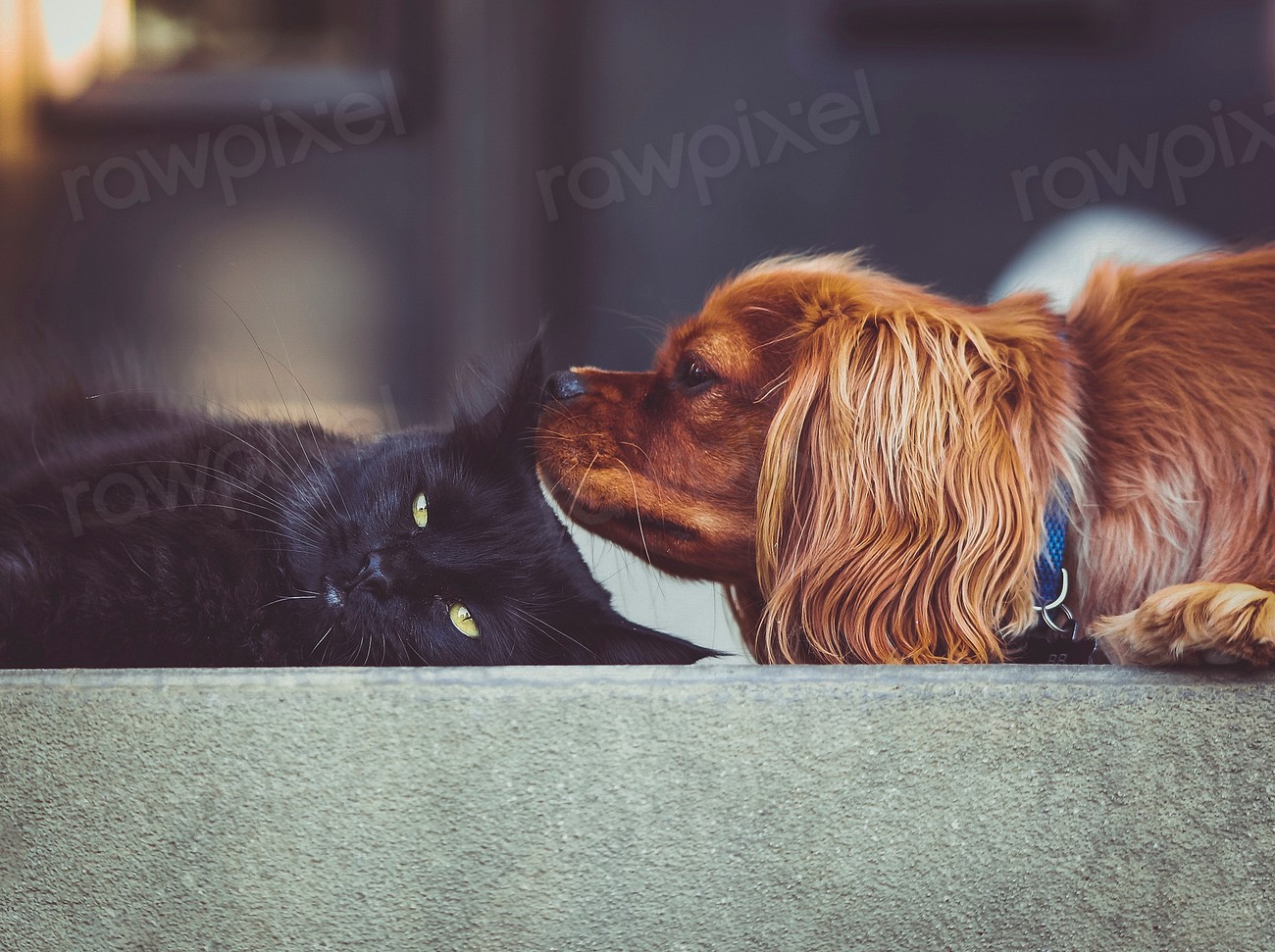 animal unlikely friendship  