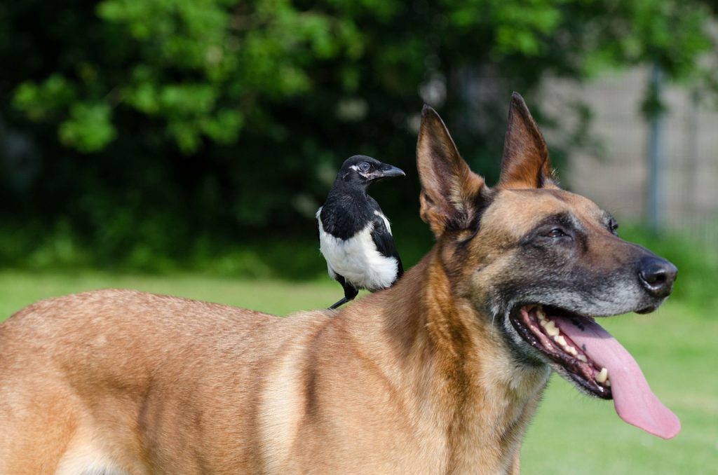 The Impact of Human Intervention on Animal Friendships